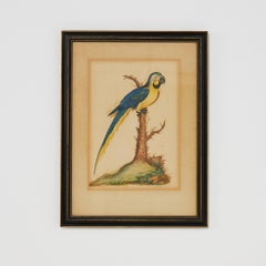 Grupo de tres acuarelas antiguas de pájaros enmarcadas, precio individual