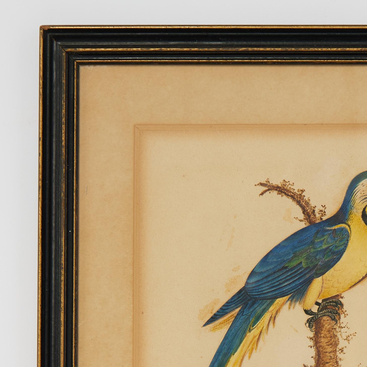 William IV Group of Three Framed Antique Watercolors of Birds, Priced Individually For Sale