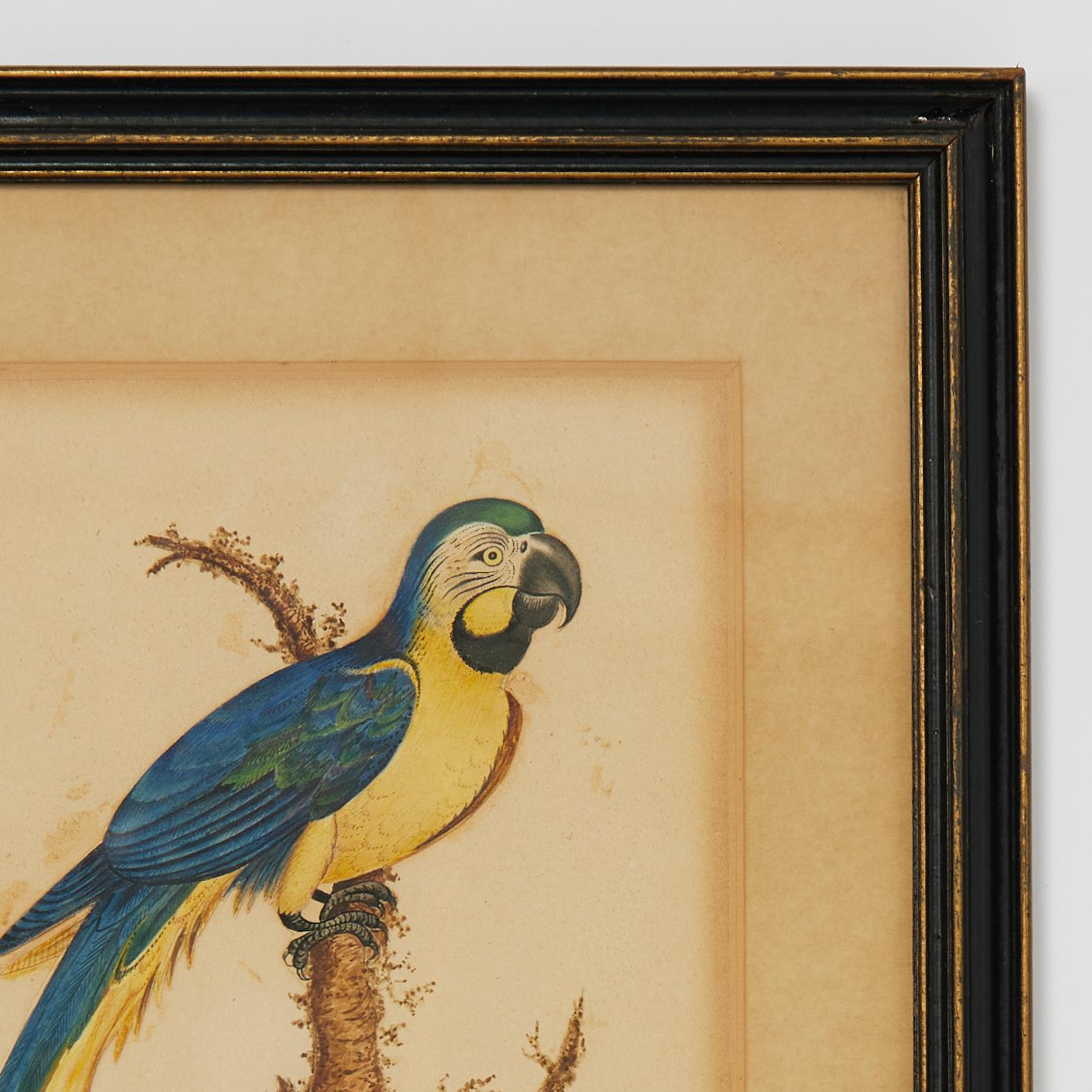 English Group of Three Framed Antique Watercolors of Birds, Priced Individually For Sale