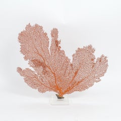 Group of Three Orange Sea Fans on Lucite, Priced Individually