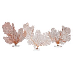 Group of Three Orange Sea Fans on Lucite, Priced Individually