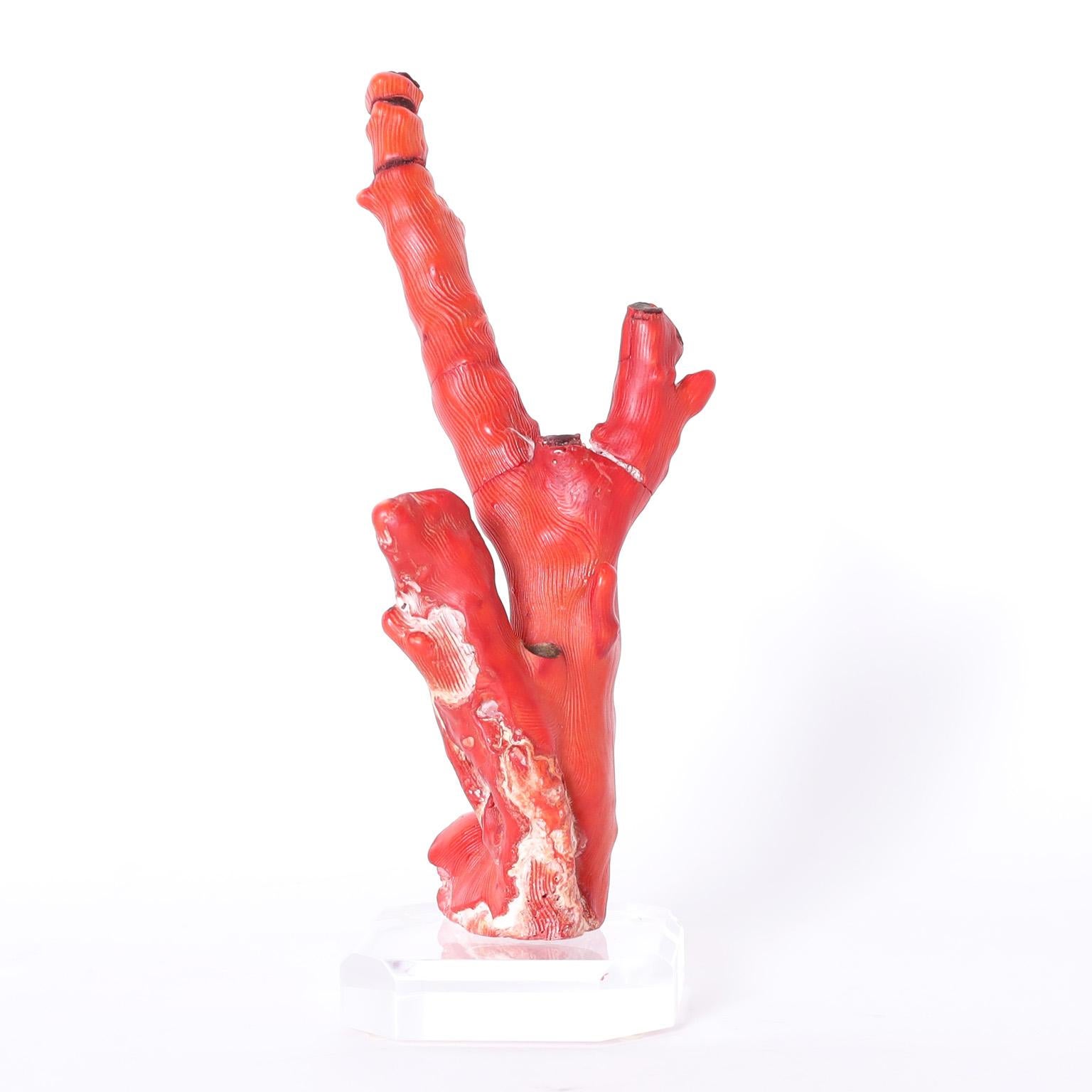 Group of Three Red Coral Specimens on Lucite, Priced Individually For Sale 4