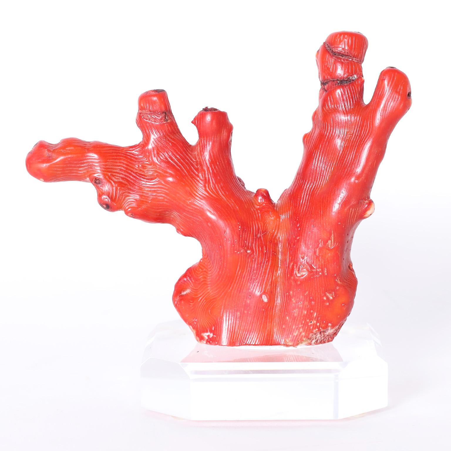 Striking group of three organic red coral specimens each with its own ocean inspired color and form, presented on lucite bases to enhance their sculptural elements. Priced individually.

From left to right:
Ref: 6164A H: 4.75 W: 4.75 D: 3