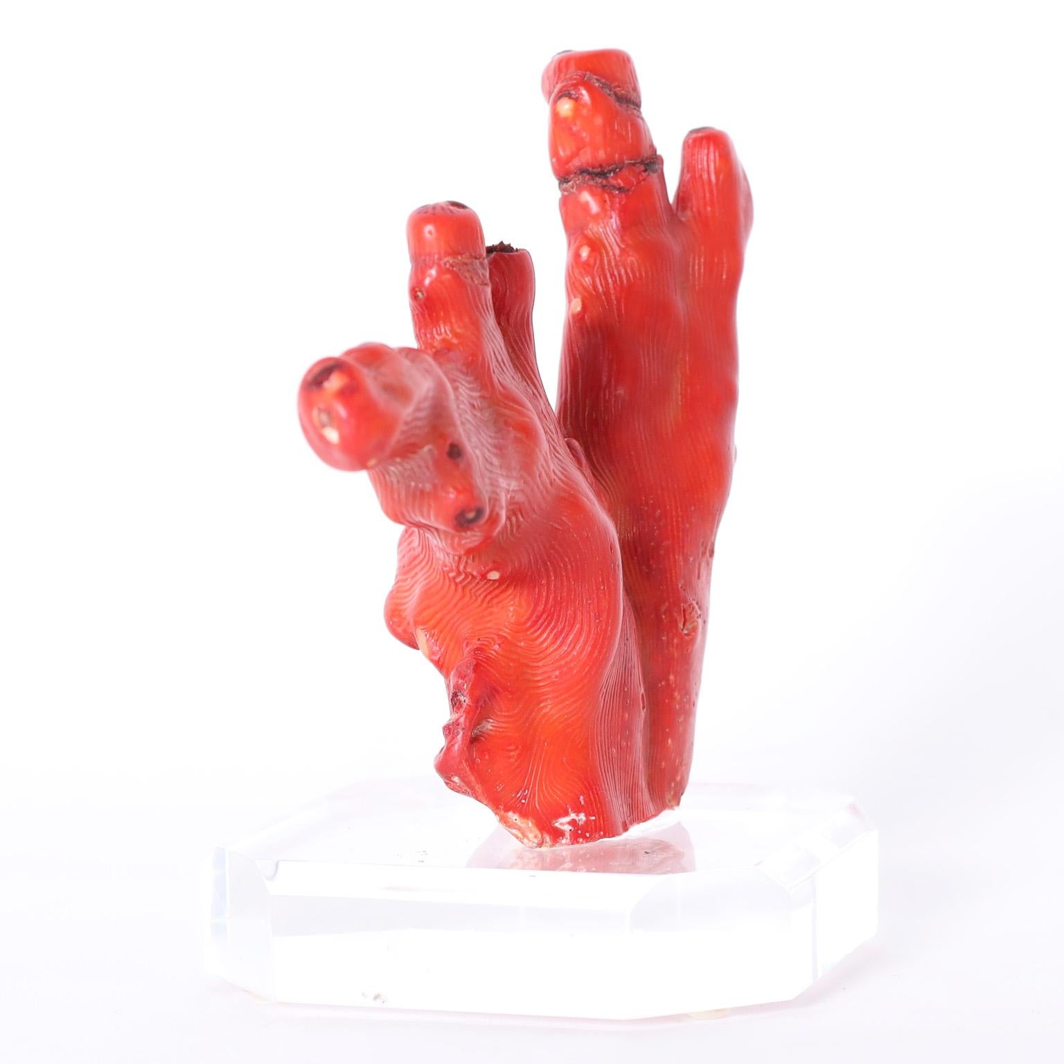 Organic Modern Group of Three Red Coral Specimens on Lucite, Priced Individually For Sale