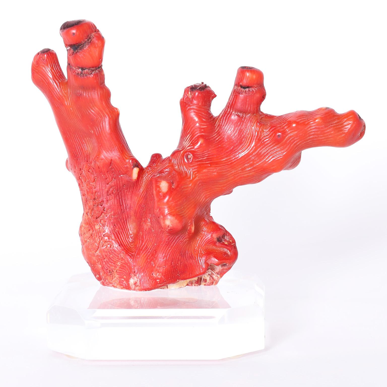 Solomon Islands Group of Three Red Coral Specimens on Lucite, Priced Individually For Sale