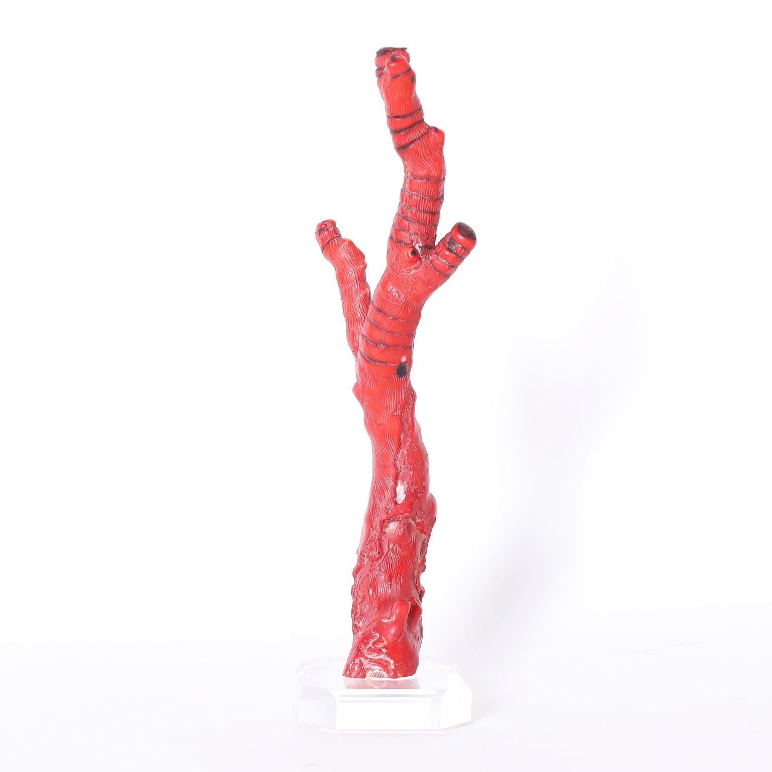 Group of Three Red Coral Specimens on Lucite, Priced Individually In Good Condition For Sale In Palm Beach, FL