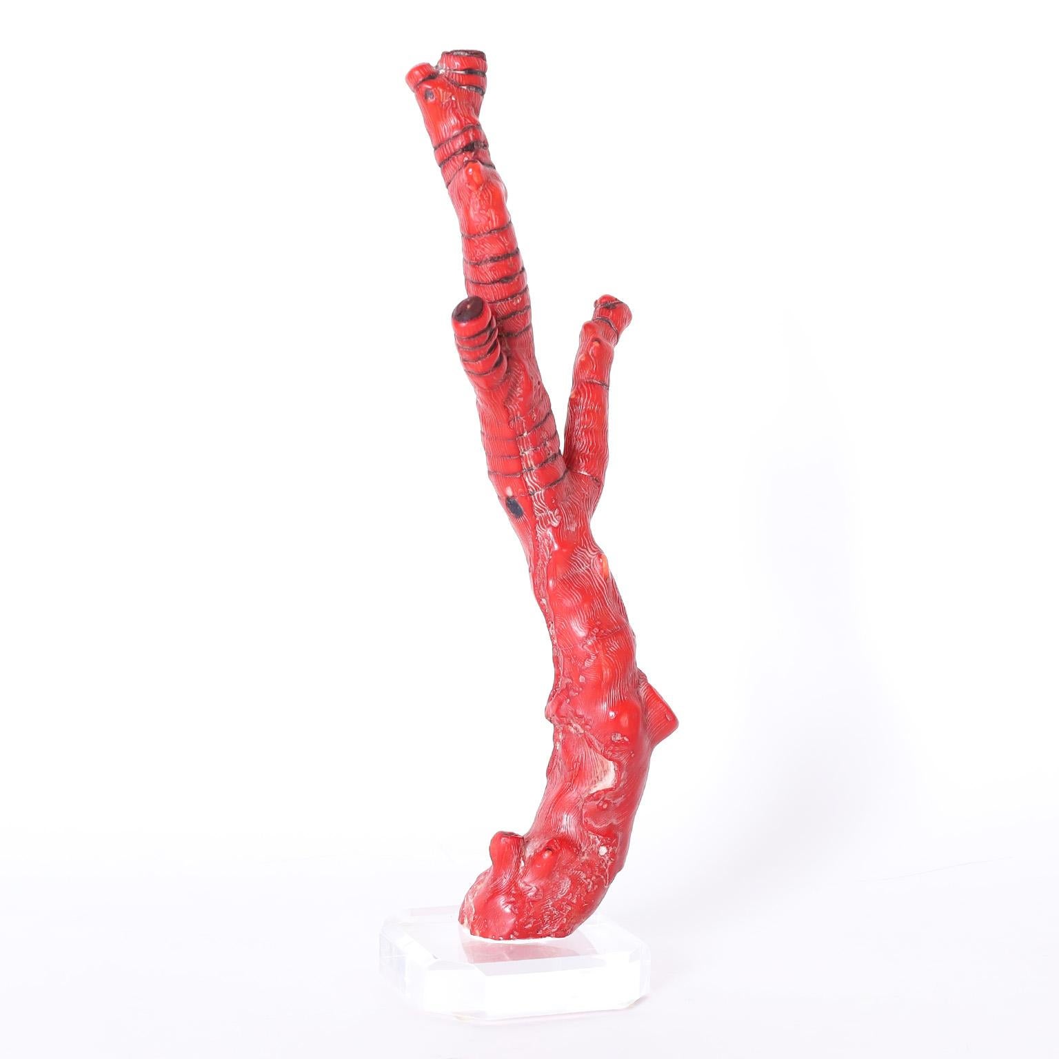 20th Century Group of Three Red Coral Specimens on Lucite, Priced Individually For Sale