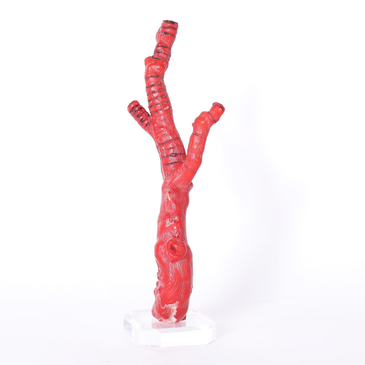Group of Three Red Coral Specimens on Lucite, Priced Individually For Sale 1