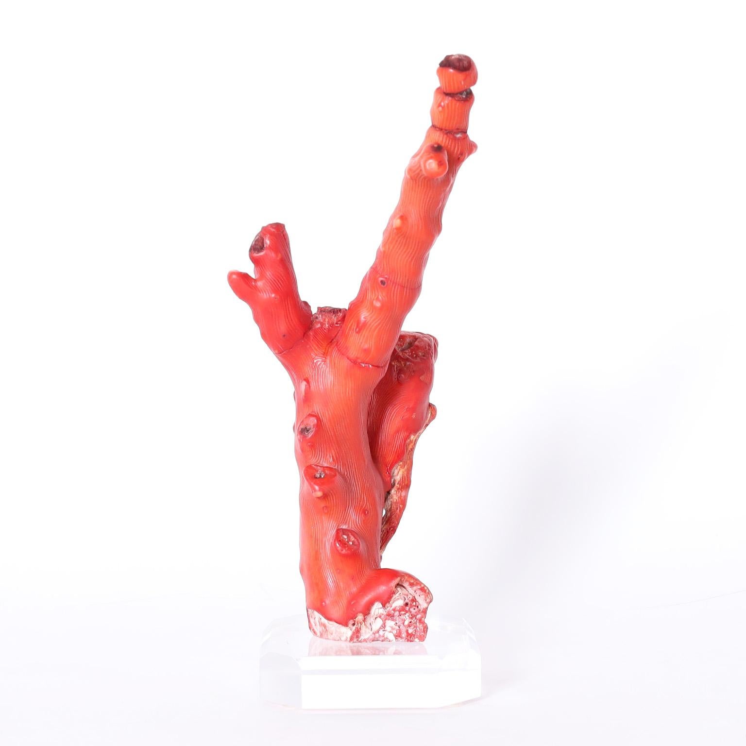 Group of Three Red Coral Specimens on Lucite, Priced Individually For Sale 2