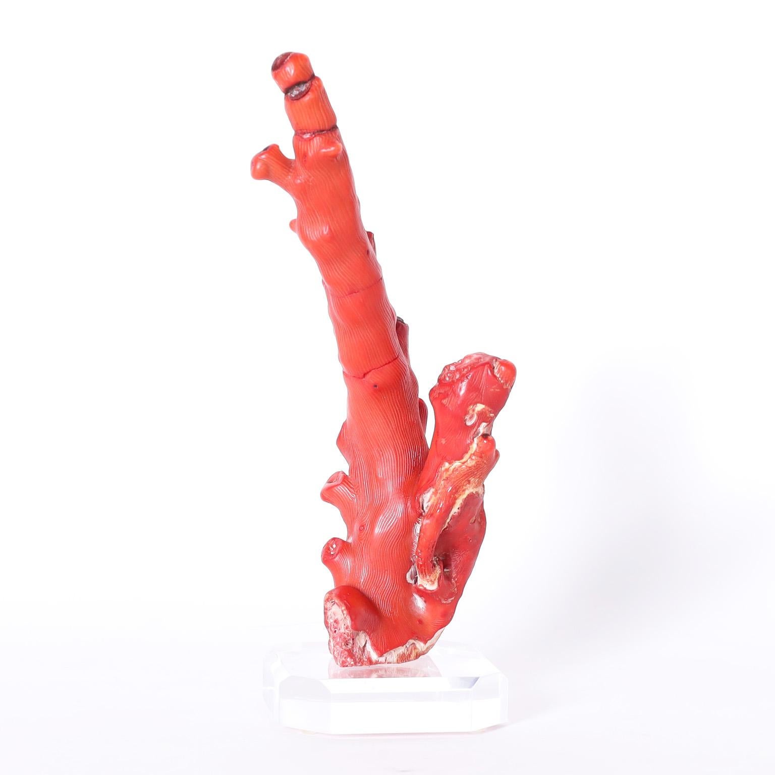 Group of Three Red Coral Specimens on Lucite, Priced Individually For Sale 3
