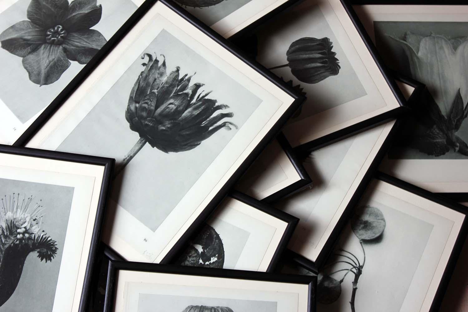 Group of Twelve Framed Botanical Photogravures by Karl Blossfeldt, Berlin, 1929 4