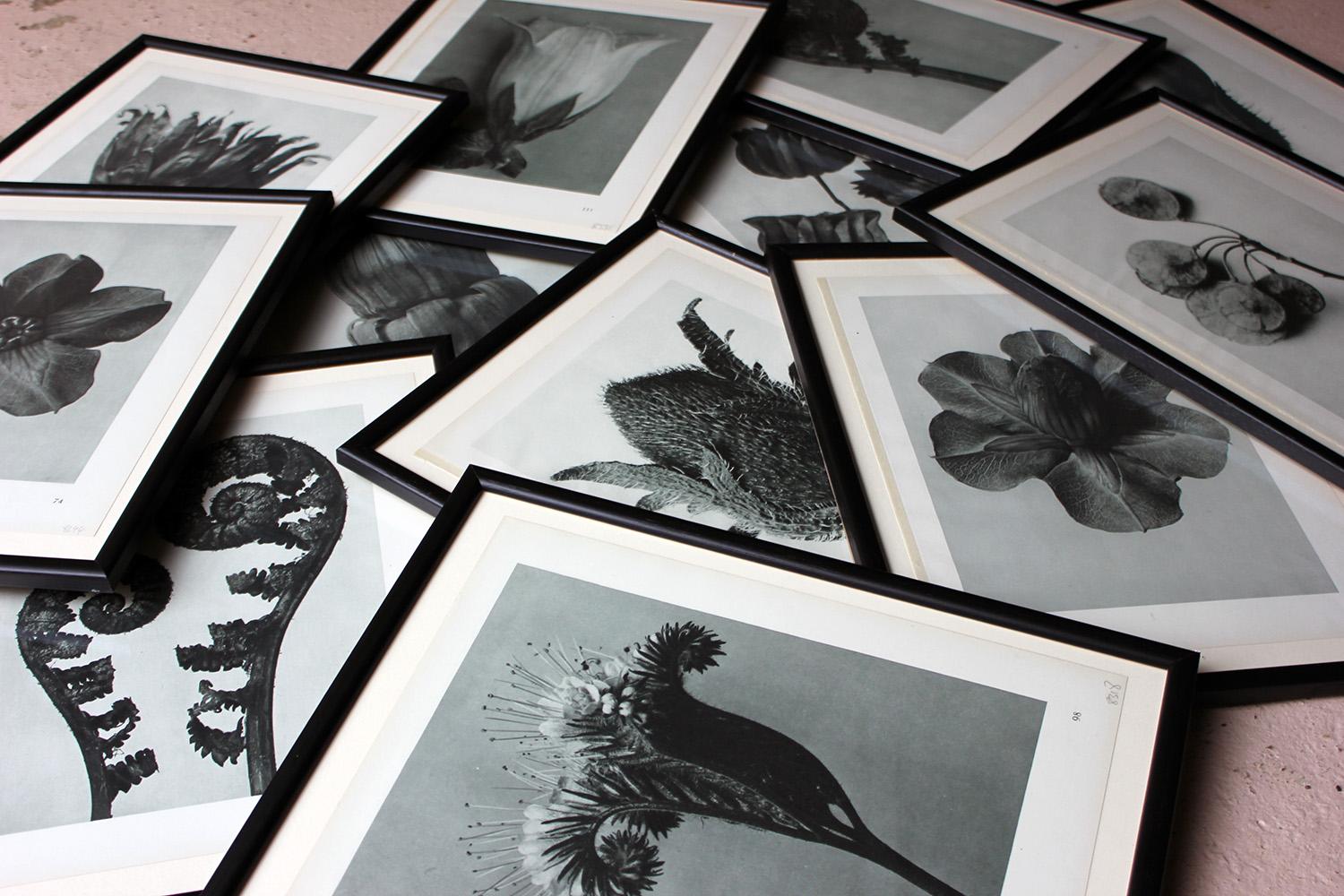 Group of Twelve Framed Botanical Photogravures by Karl Blossfeldt, Berlin, 1929 5