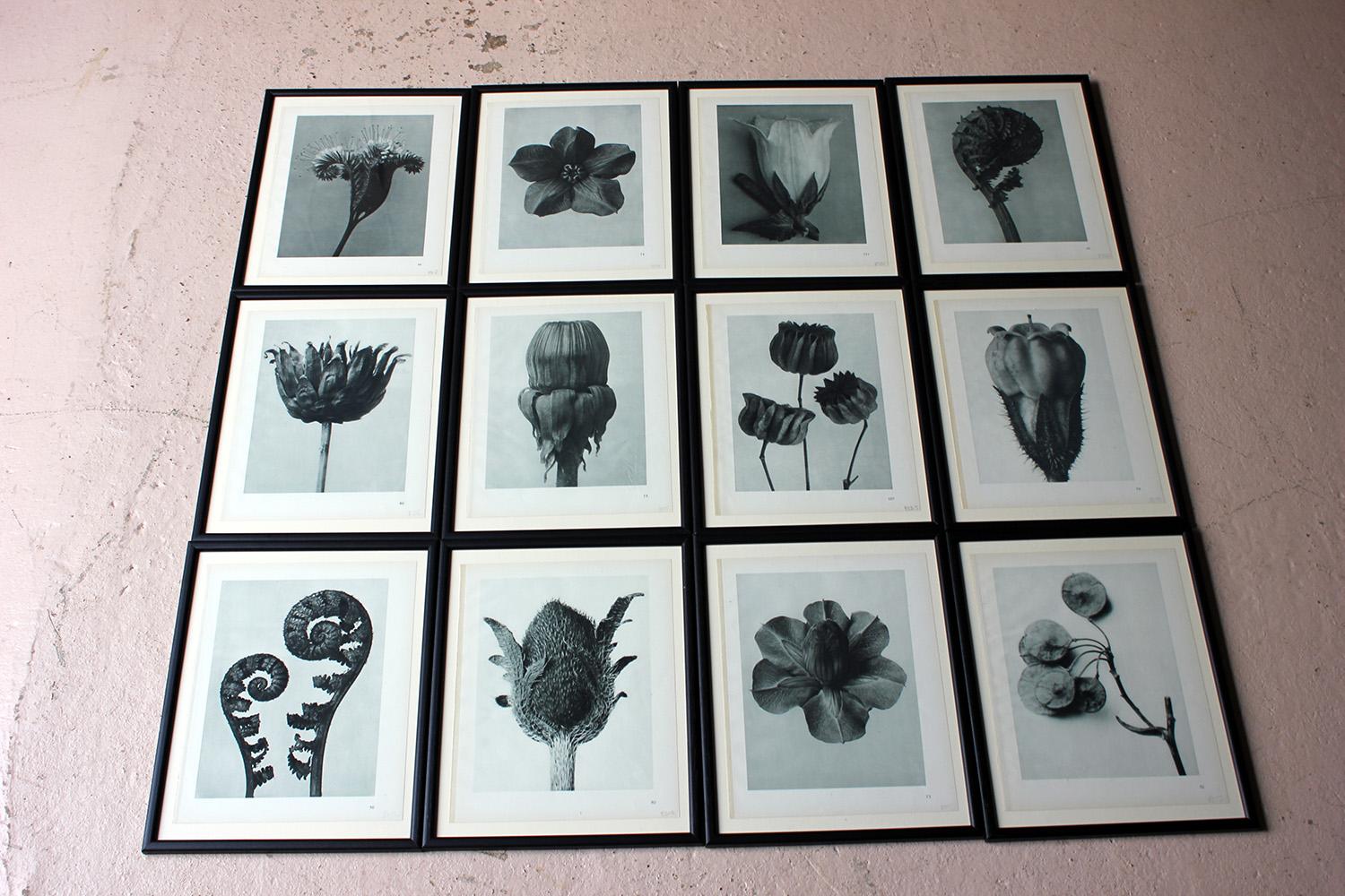 Group of Twelve Framed Botanical Photogravures by Karl Blossfeldt, Berlin, 1929 10