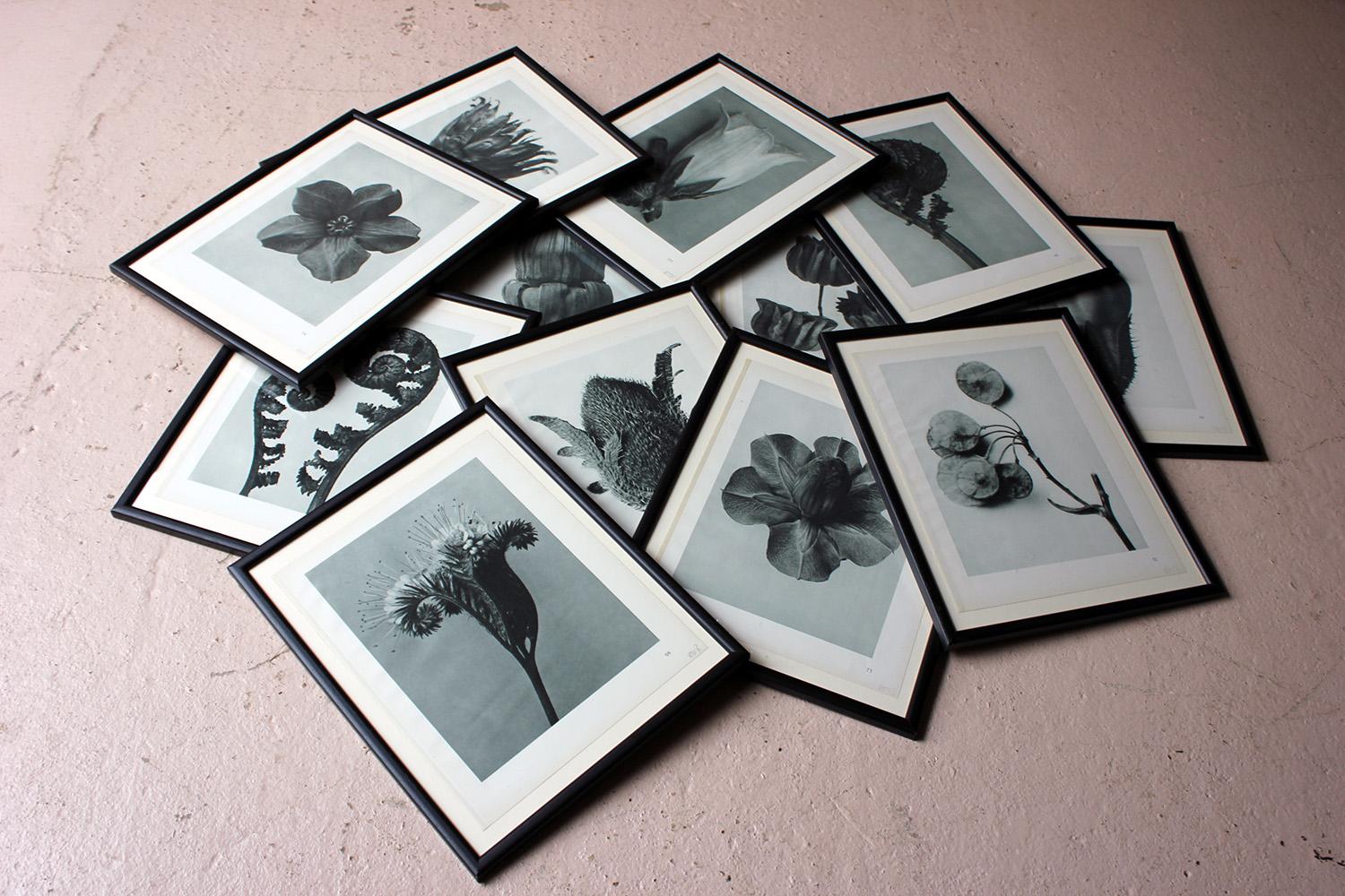 Group of Twelve Framed Botanical Photogravures by Karl Blossfeldt, Berlin, 1929 11