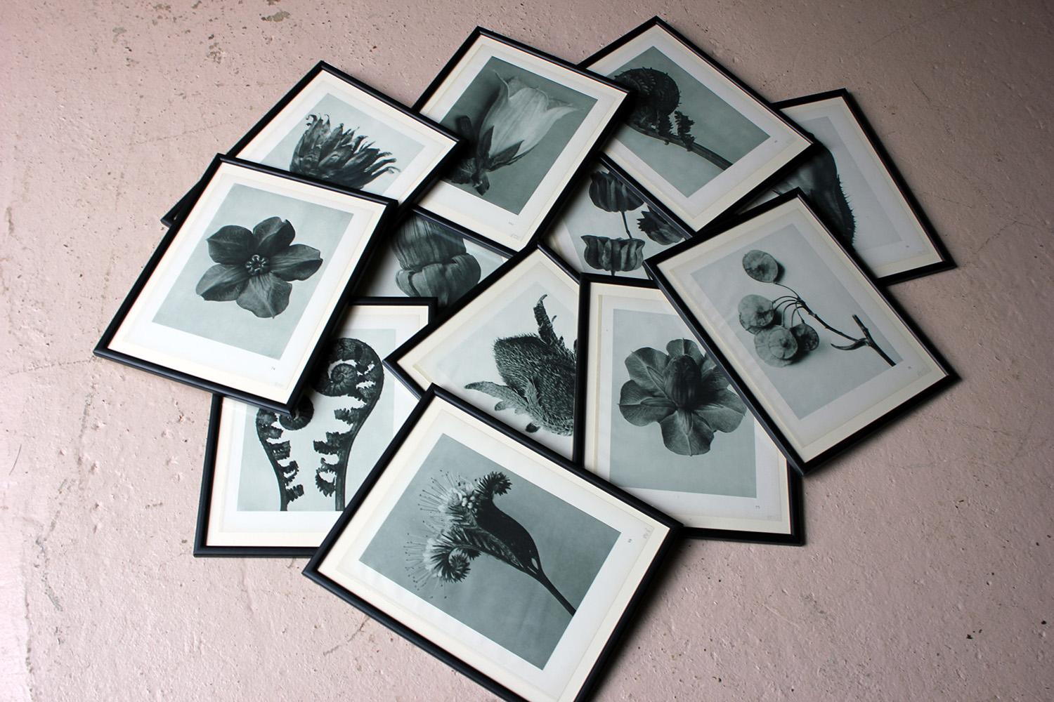 Group of Twelve Framed Botanical Photogravures by Karl Blossfeldt, Berlin, 1929 12