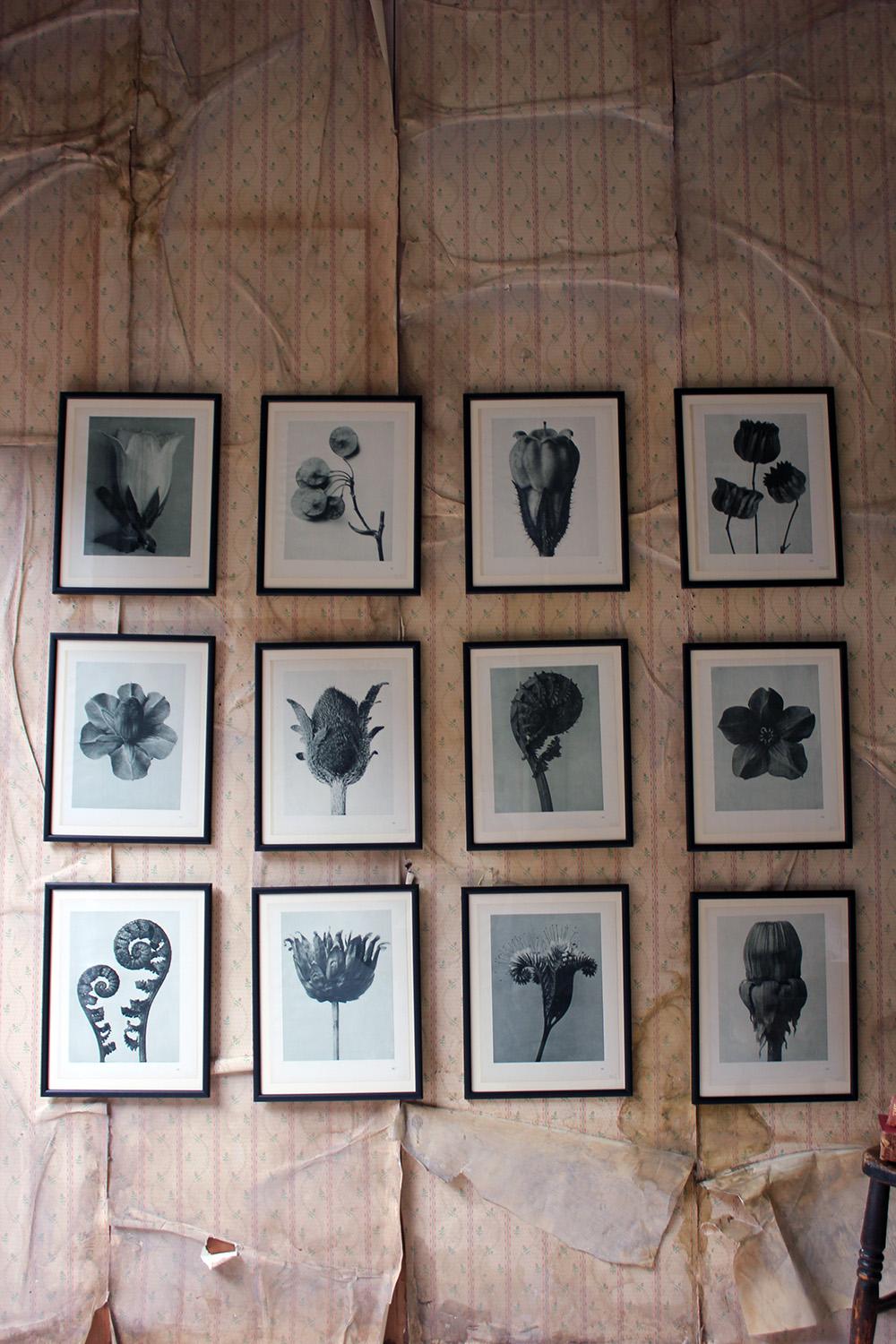 Group of Twelve Framed Botanical Photogravures by Karl Blossfeldt, Berlin, 1929 13