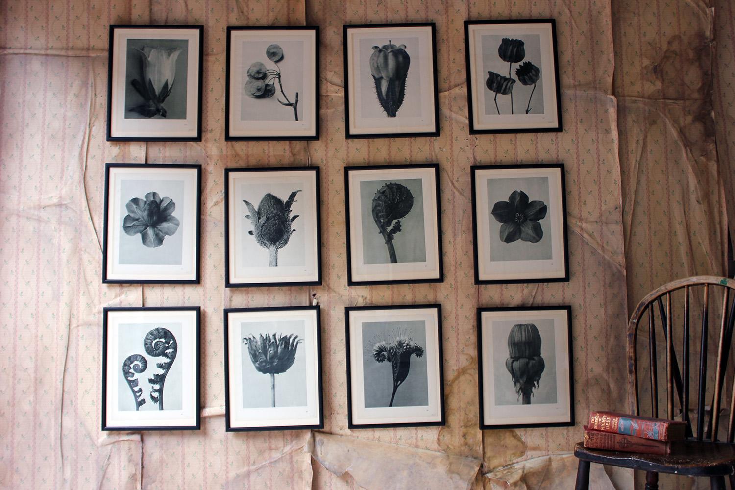 Group of Twelve Framed Botanical Photogravures by Karl Blossfeldt, Berlin, 1929 14