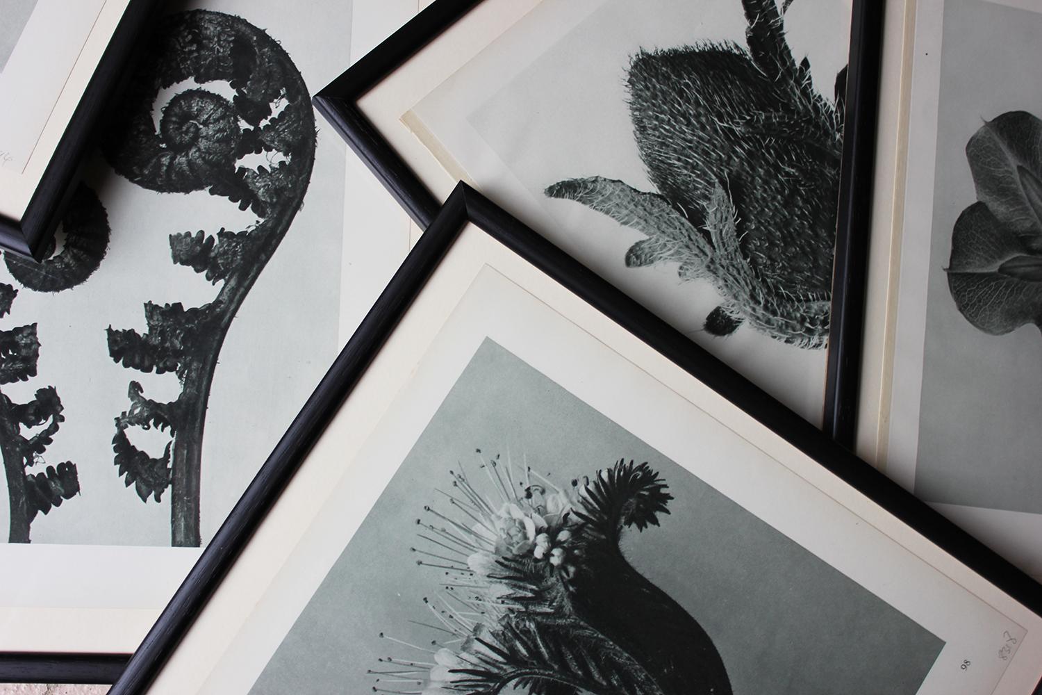 Group of Twelve Framed Botanical Photogravures by Karl Blossfeldt, Berlin, 1929 In Good Condition In Bedford, Bedfordshire