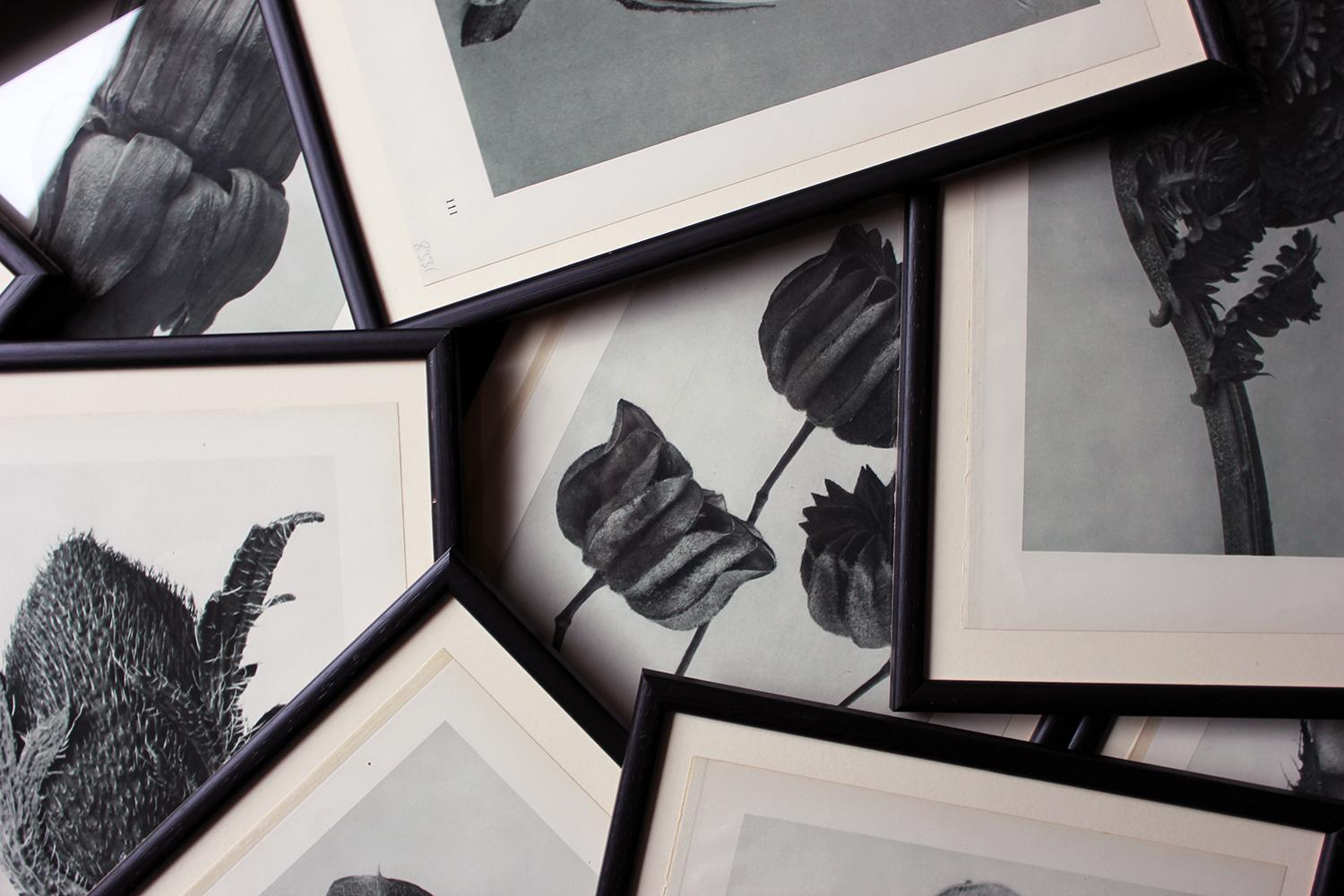 Paper Group of Twelve Framed Botanical Photogravures by Karl Blossfeldt, Berlin, 1929