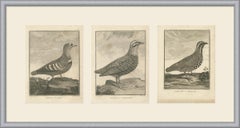 Raufußhühner, Frankoline und Indische Wachteln, drei antike Tafeln, 1806