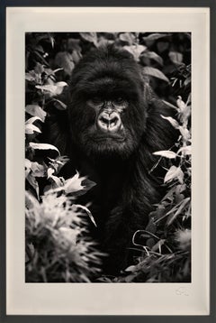 Puoi avere qualsiasi cosa tu possa sognare