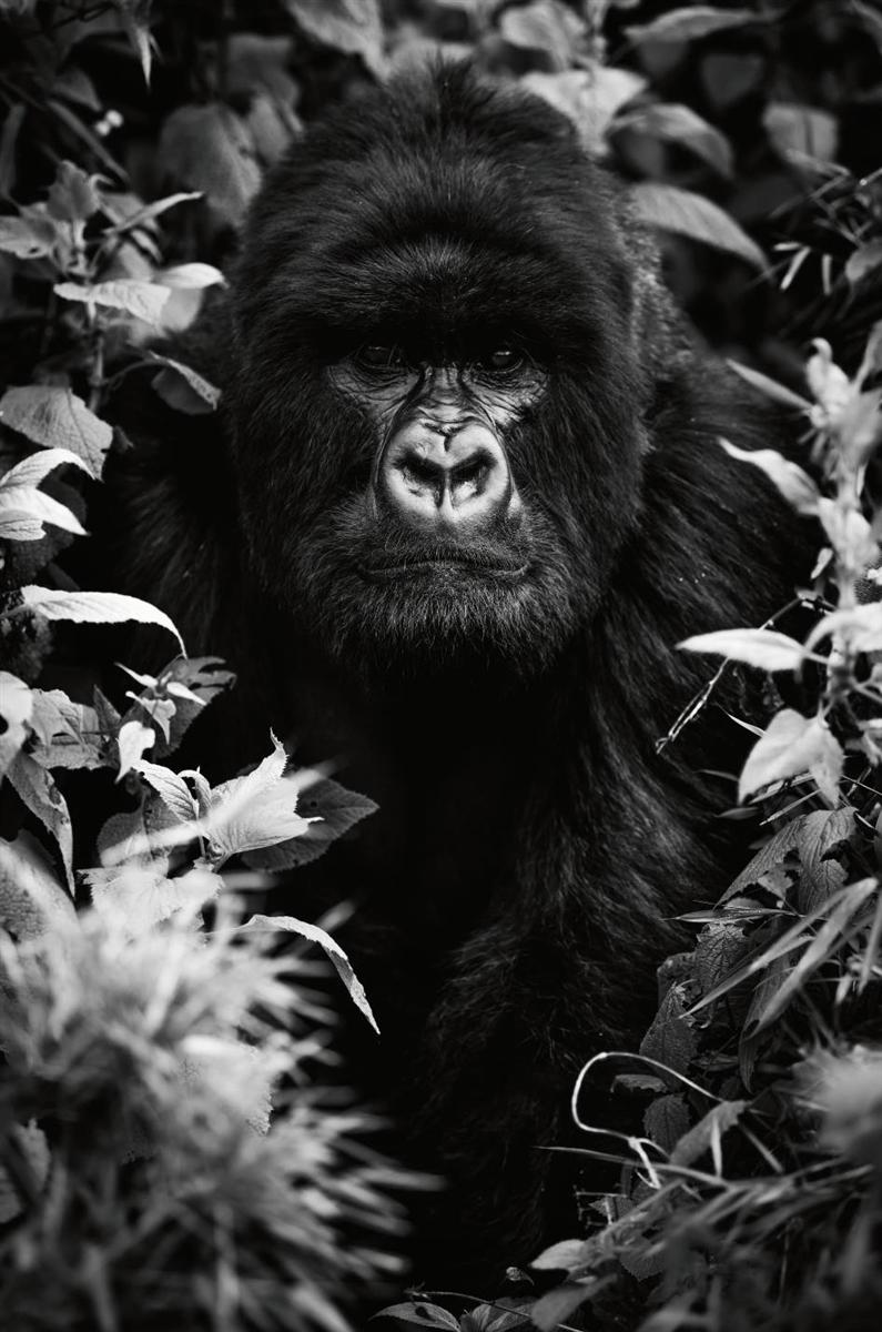 Guadalupe Laiz Black and White Photograph – Sie können alles haben, wovon Sie träumen können