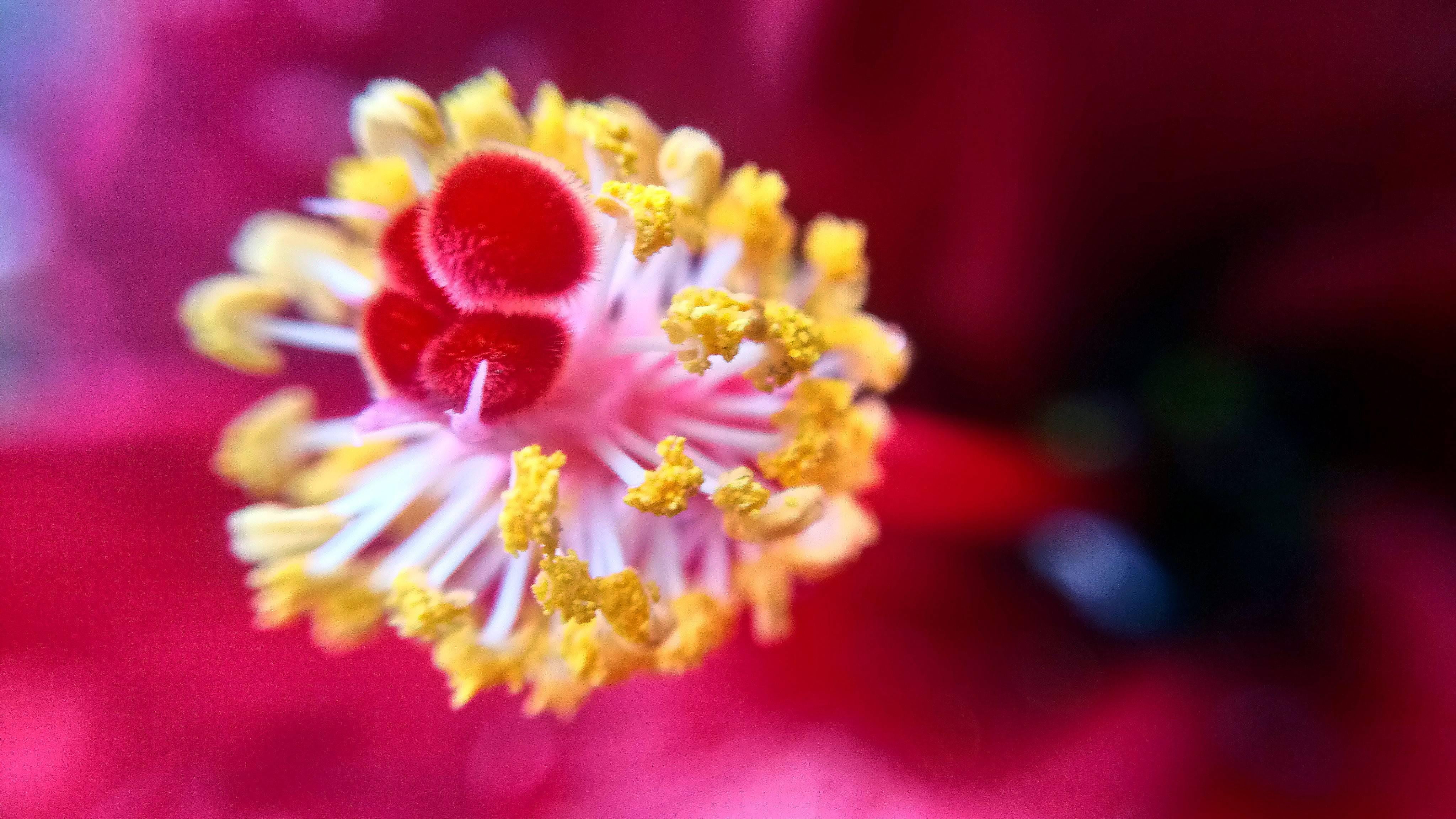 Guarim de Lorena Chapada Color Photograph - Flower
