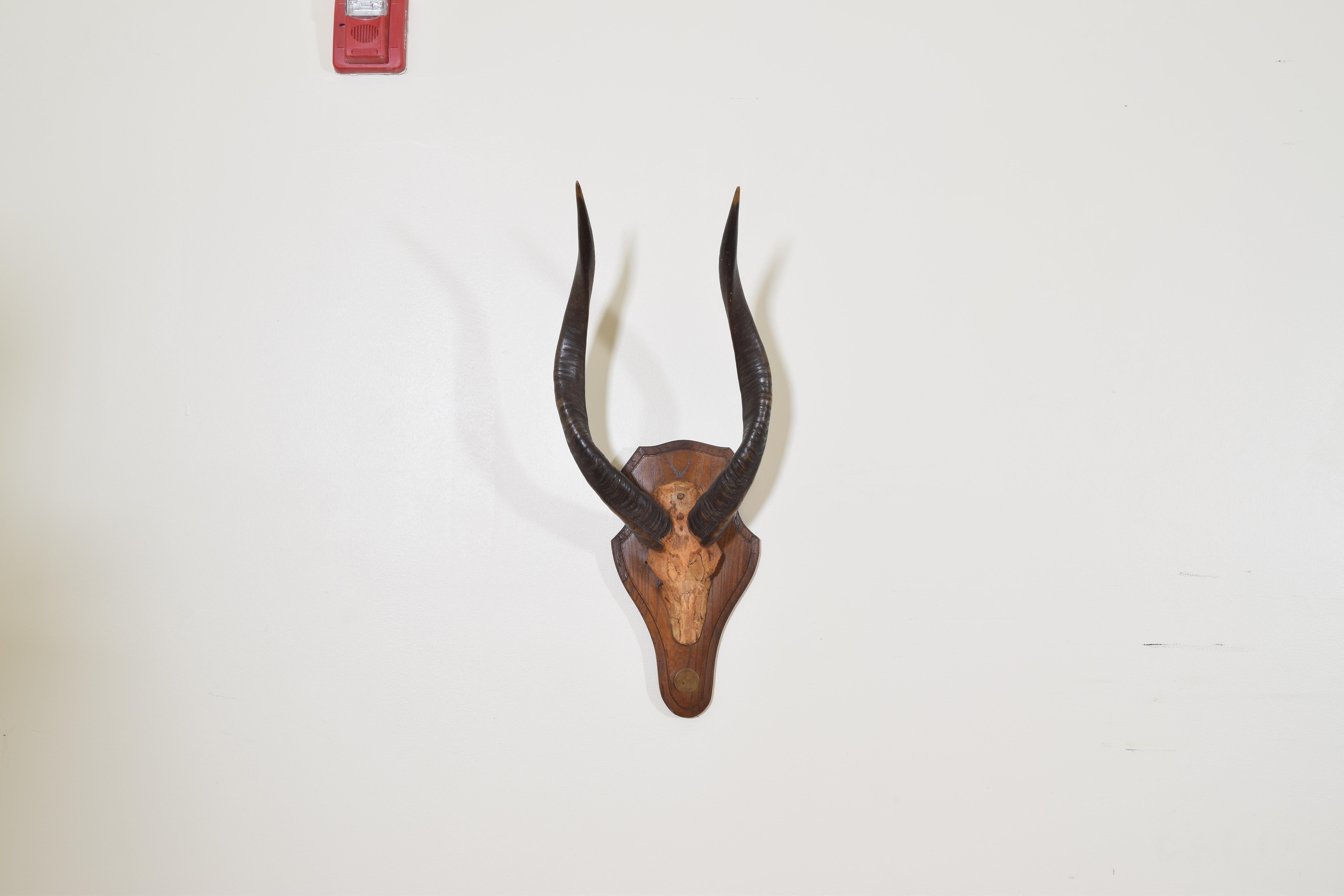 Also known as a Sitatunga, the partial skull mounted to an oak backplate mirroring the shape of a skull and having a molded edge, with hand stenciled plaque
