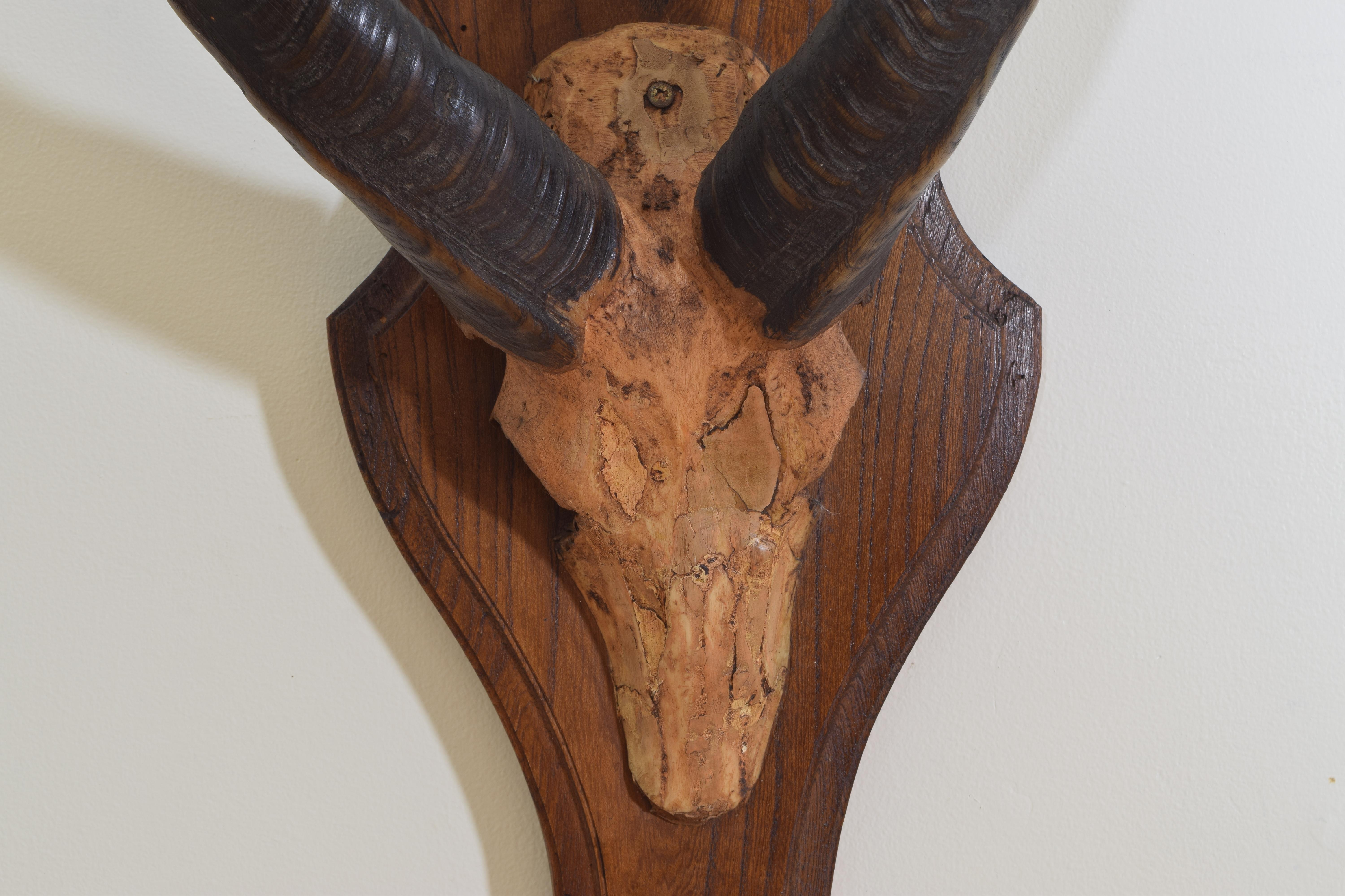 Mid-20th Century Guib D' Eau Horn and Partial Skull Mount, Gabon, Africa, 20th Century