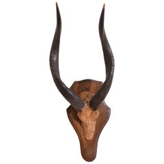 Guib D' Eau Horn and Partial Skull Mount, Gabon, Africa, 20th Century