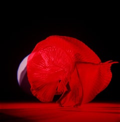 Giulia als roter Schmetterling – nacktes Foto eines weiblichen Modells mit rotem Hintergrund