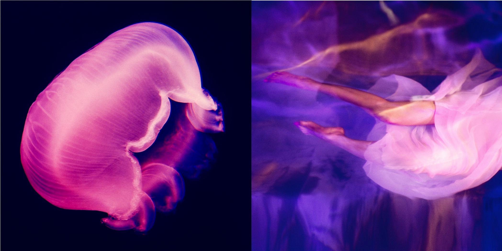 Diptyque : délavé au clair de lune - méduse nageant dans l'eau violette 