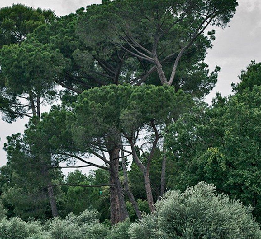 The Wind. Aus der Wüstenblumenserie.  (Zeitgenössisch), Photograph, von Guilherme Licurgo