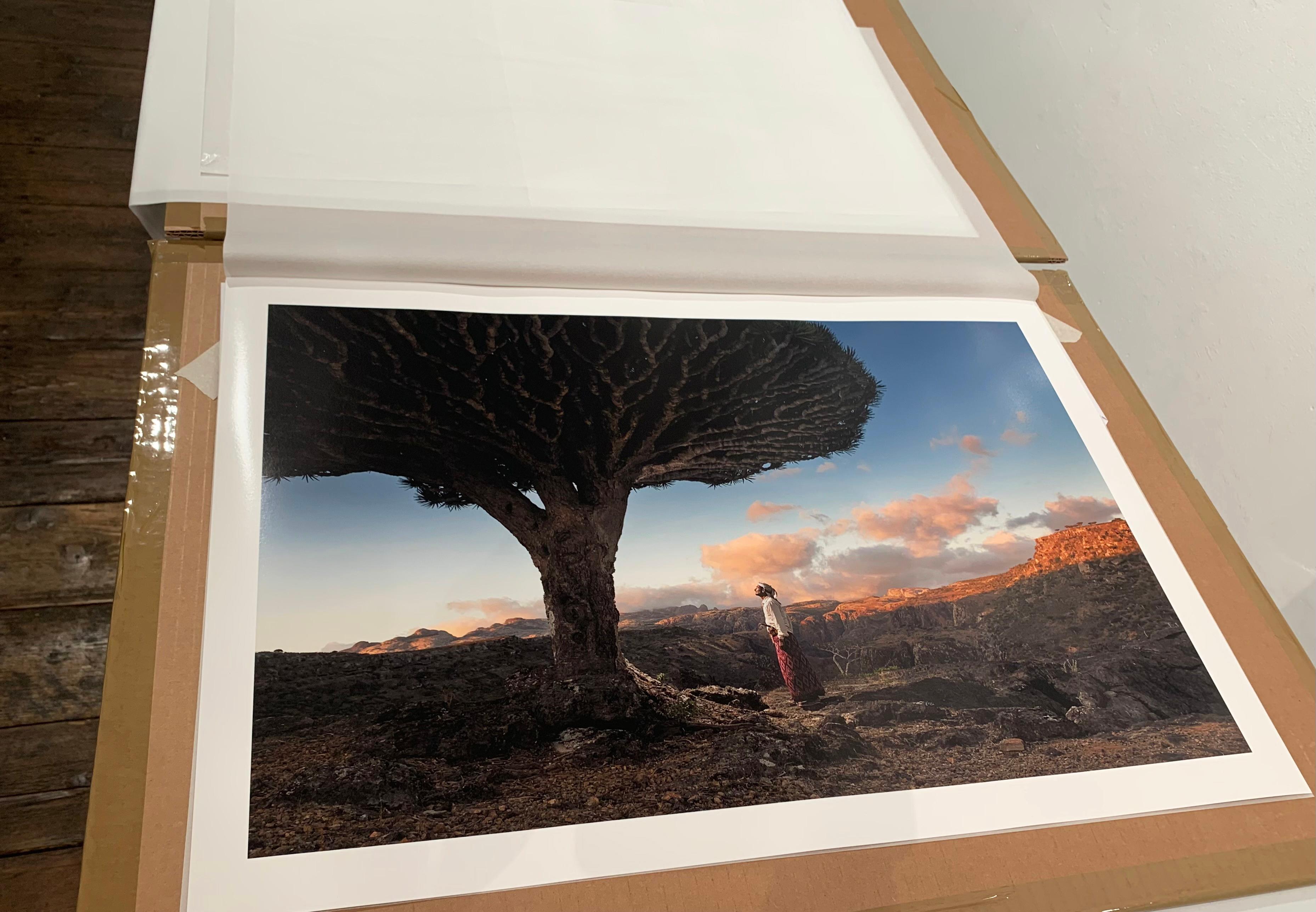 Ein Mann, der einen Drachenblutbaum beim Morgenankunft in Socotra in Jemen betrachtet  – Photograph von Guillaume Petermann