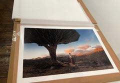 A man looking at Dragon Blood Tree in the morning sunrise in Socotra in Yemen