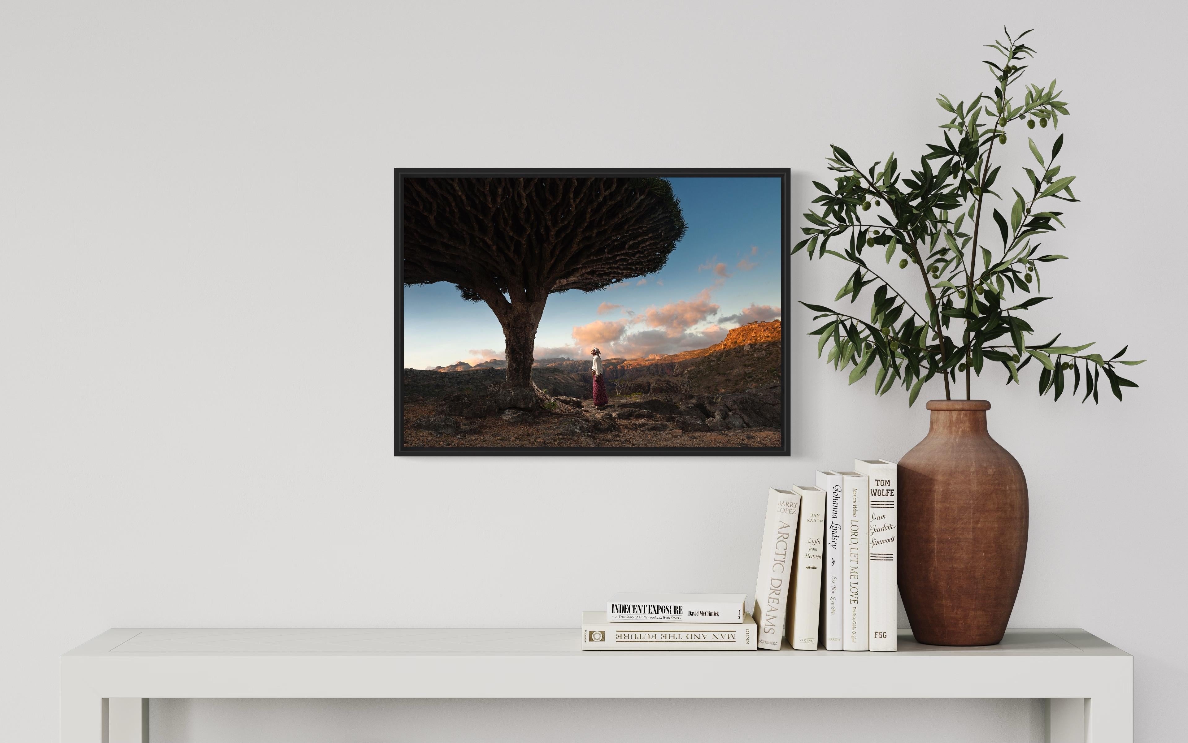 Paining like image of Dragon Blood Tree in Socotra - Yemen - 2020 by Guillaume Petermann

Life Framer Photography Prize Winner, Category: The Face Of The Earth

On the Dixam plateau, the dragon blood tree forms a shaded vault. This kind of tree is a
