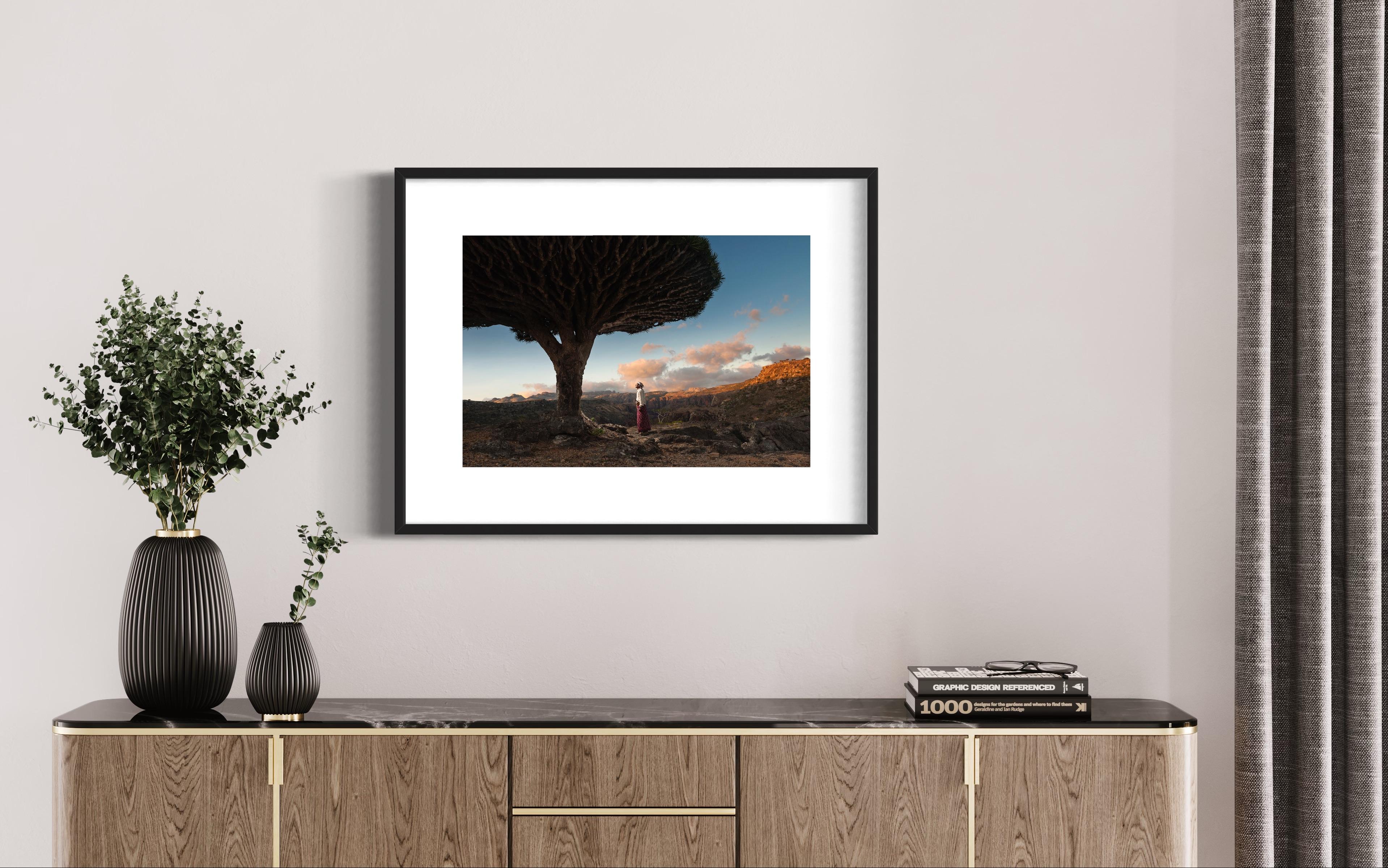 A man looking at Dragon Blood Tree in the morning sunrise in Socotra in Yemen  For Sale 1