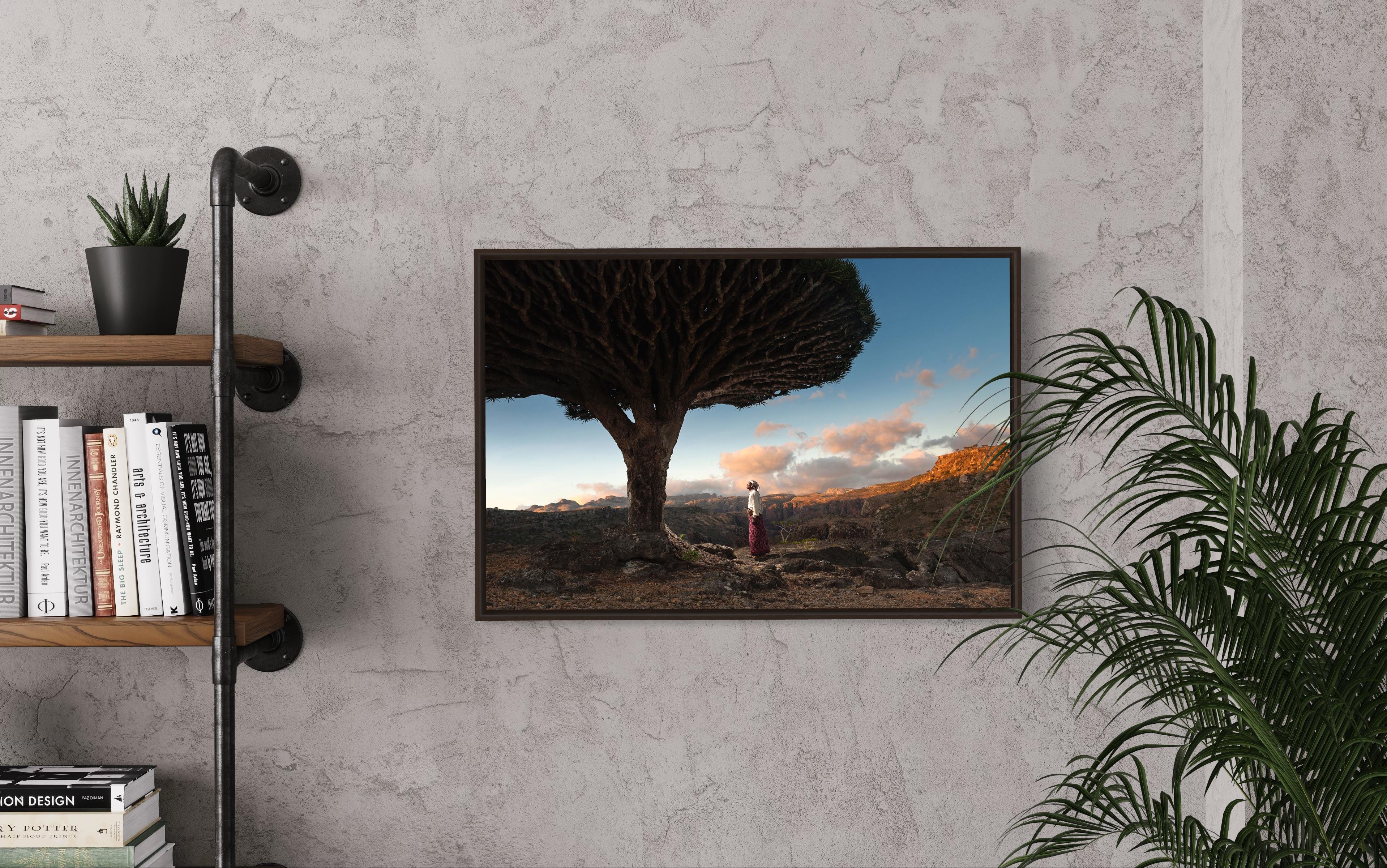 A man looking at Dragon Blood Tree in the morning sunrise in Socotra in Yemen  For Sale 2