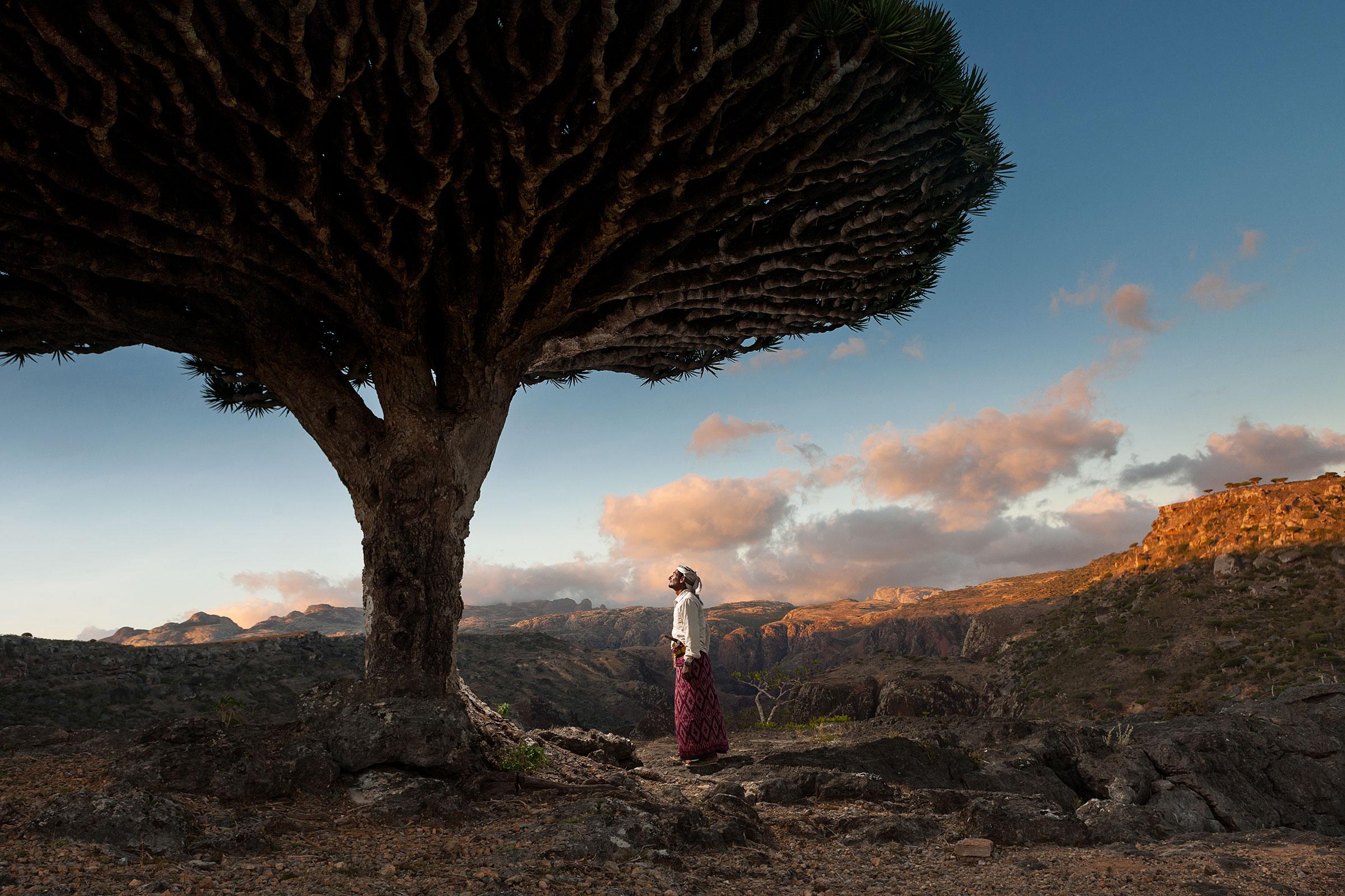 Guillaume Petermann Landscape Photograph – Ein Mann, der einen Drachenblutbaum beim Morgenankunft in Socotra in Jemen betrachtet 