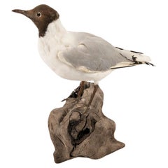 Gull Sandpiper Taxidermy On Drift Wood