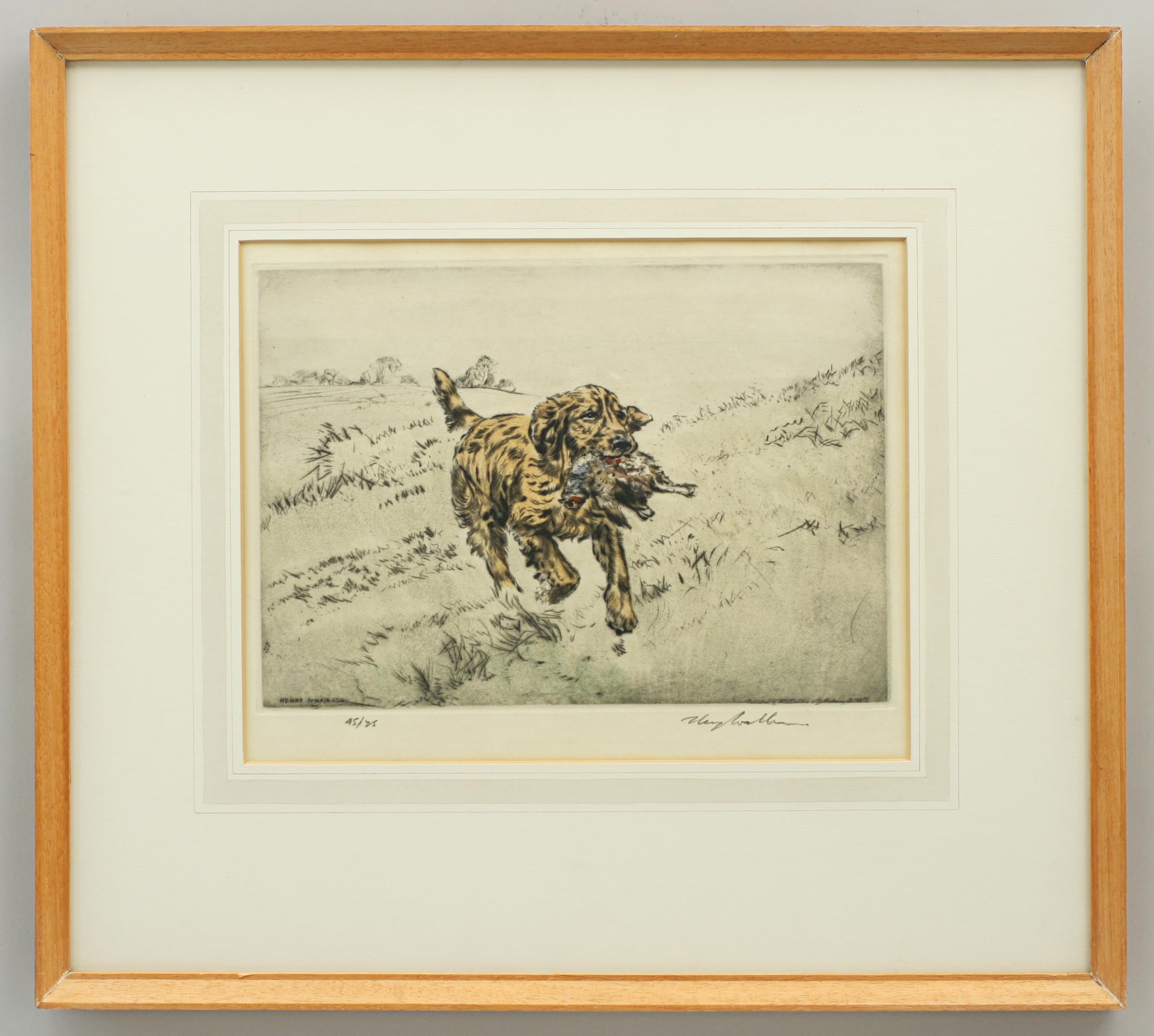 Sporting Art Gun Dog Etching, Henry Wilkinson