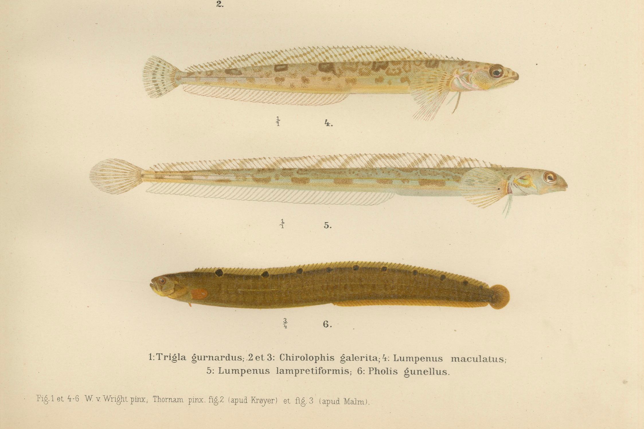 Knurrhahn, Butterfisch, Schleimfisch und Aalrutte - aufwendige skandinavische Fischlithografie  

Diese außergewöhnliche Lithografie aus dem 19. Jahrhundert von *Skandinaviens Fiskar* zeigt eine faszinierende Reihe von skandinavischen Fischarten und