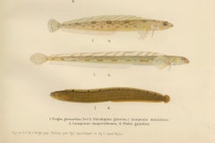 Gurnard, Butterfish, Blenny and Eelpout - 1895 Scandinavian Fish Lithograph