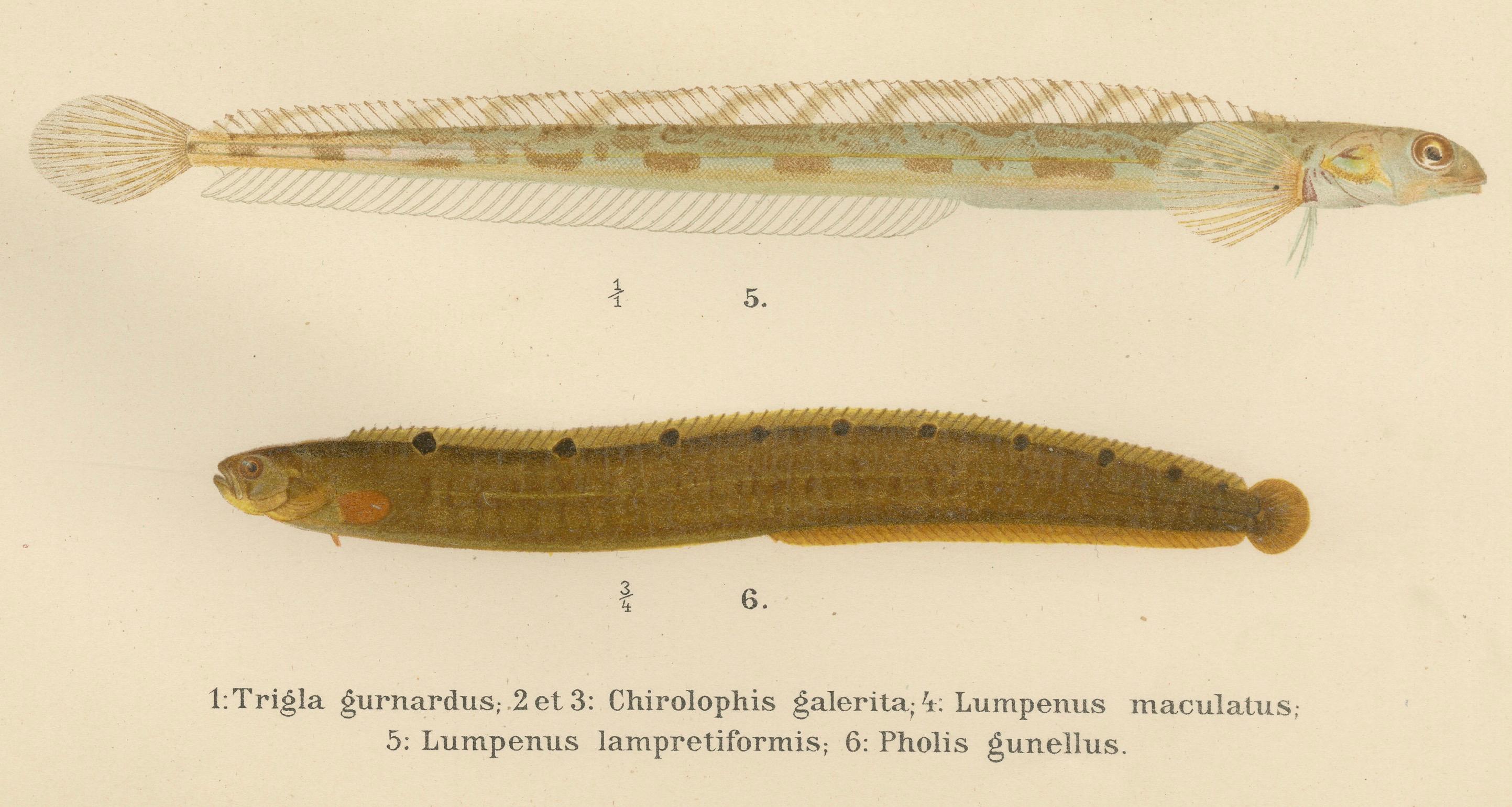 Gurnard, Butterfisch, Blenny und Aalpout – 1895 Skandinavische Fischlithographie im Zustand „Gut“ im Angebot in Langweer, NL