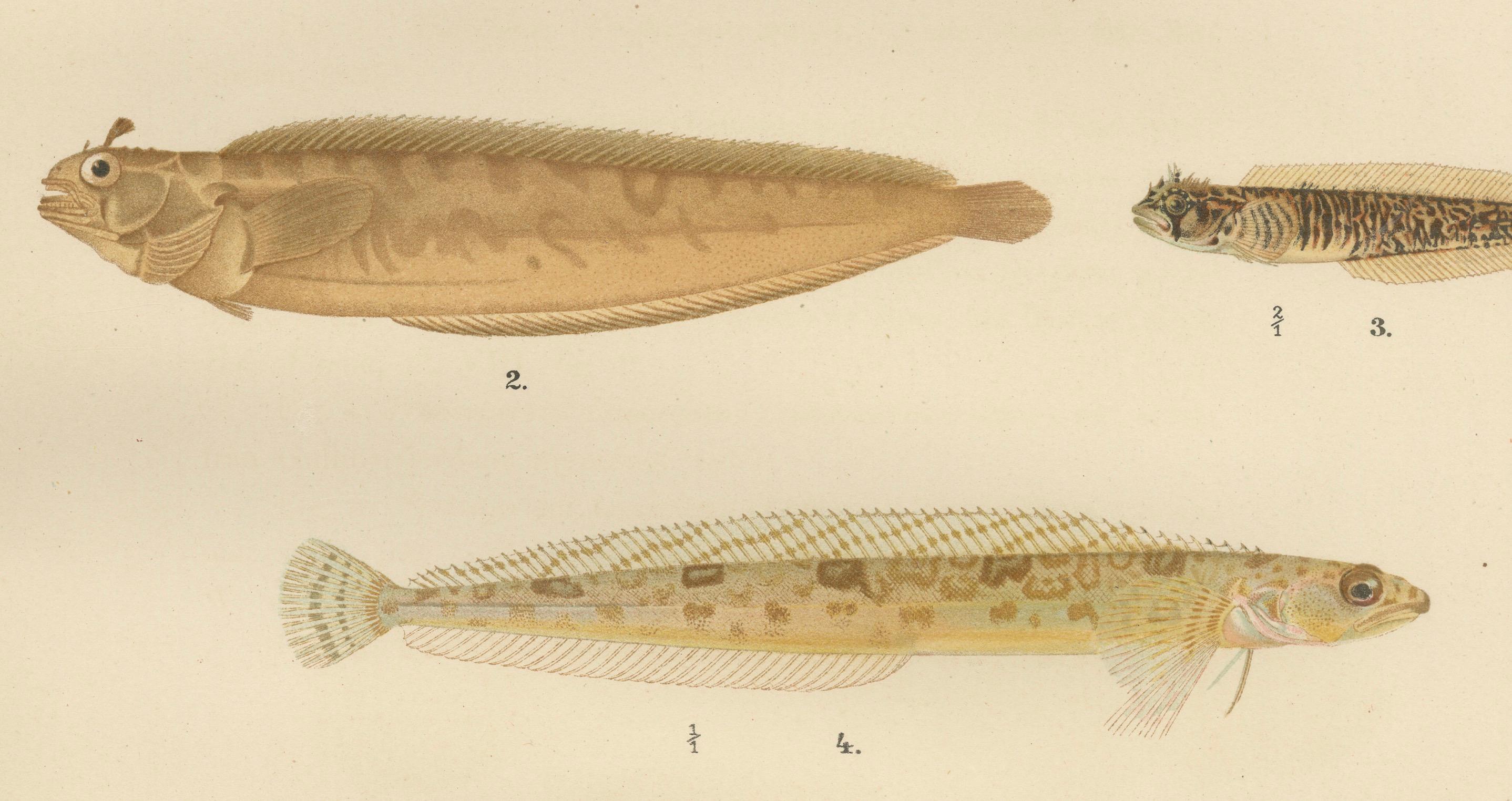 Gurnard, Butterfisch, Blenny und Aalpout – 1895 Skandinavische Fischlithographie (Spätes 19. Jahrhundert) im Angebot