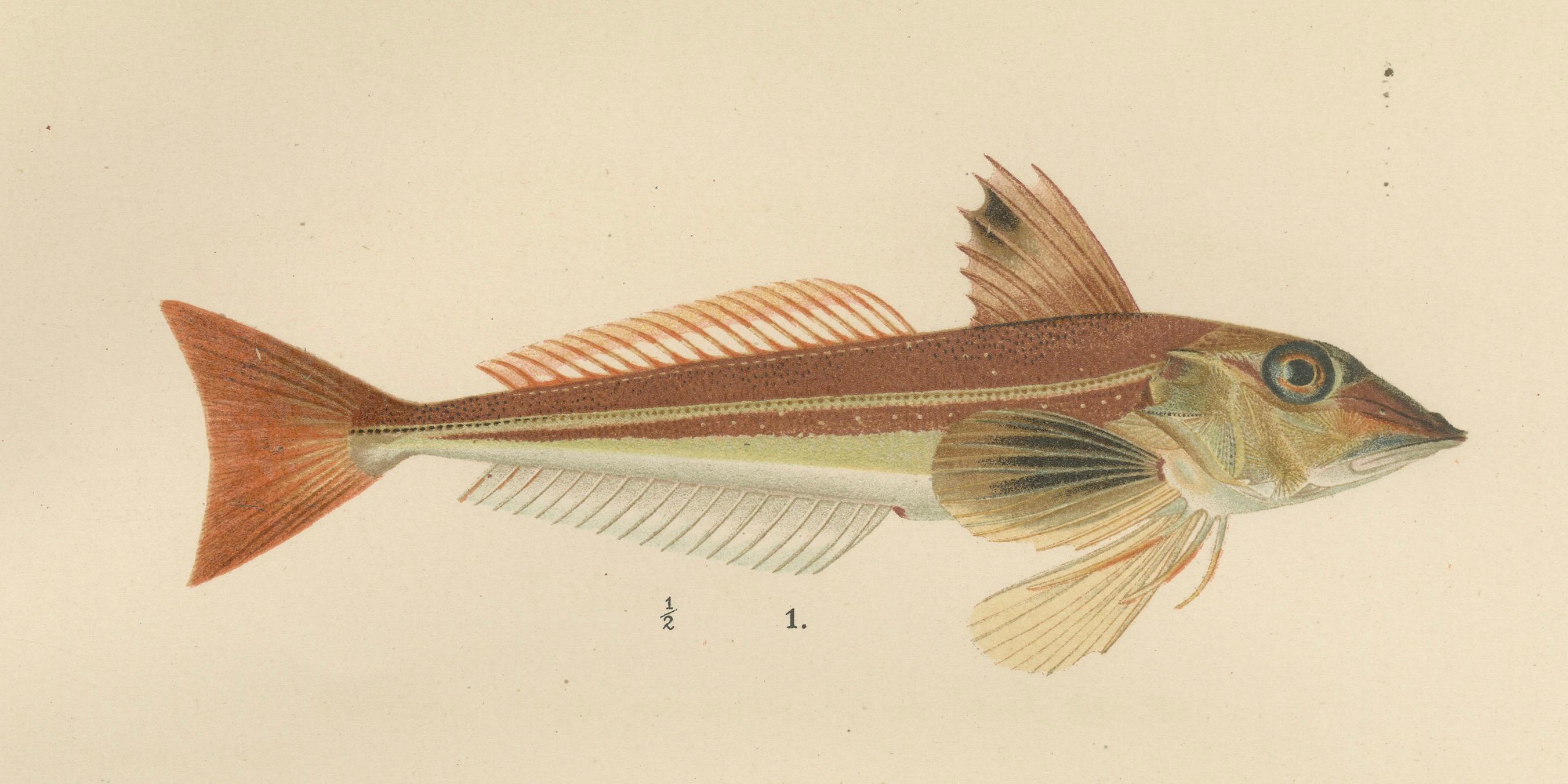 Gurnard, Butterfisch, Blenny und Aalpout – 1895 Skandinavische Fischlithographie (Papier) im Angebot