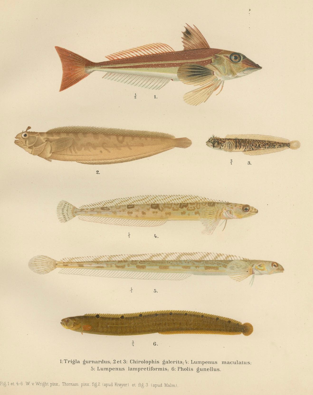 Gurnard, Butterfisch, Blenny und Aalpout – 1895 Skandinavische Fischlithographie im Angebot 1