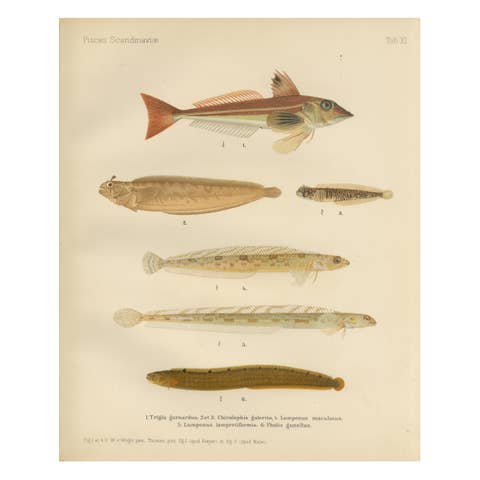 Gurnard, Butterfish, Blenny and Eelpout - 1895 Scandinavian Fish Lithograph