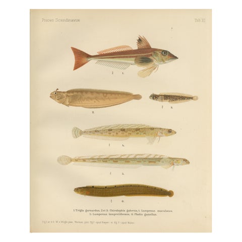 Gurnard, Butterfish, Blenny and Eelpout - 1895 Scandinavian Fish Lithograph