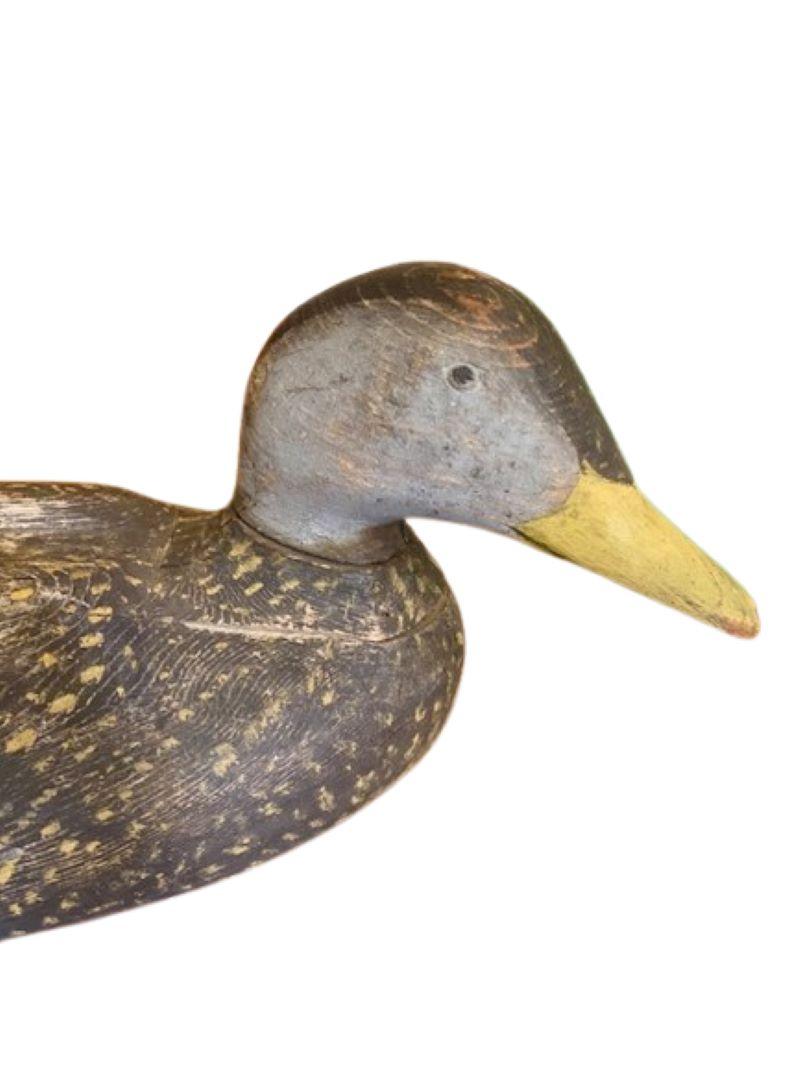 Clásico señuelo de pato negro con cabeza girada de Gus Wilson, South Portland, Maine, hacia 1930, hermoso señuelo de caza de talla tosca del gran Augustus Aaron Wilson (1864 - 1950) de Maine, con la cabeza colocada en ángulo de alerta, muy girada